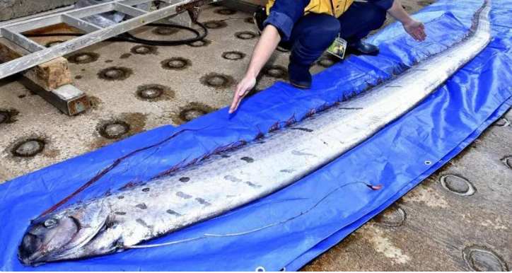 Ngư dân bắt cá ở Đài Đông “bắt được cá động đất dài 22.8kg” Người dân kinh ngạc nói: Xin đừng động đất nữa!